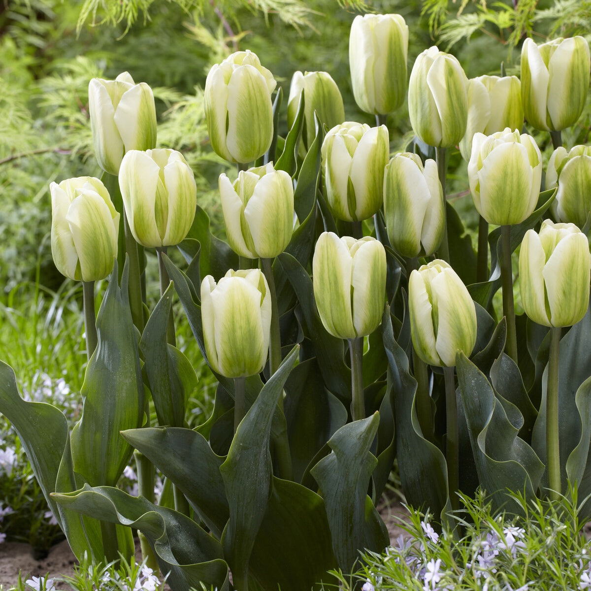 7 Tulipes Triomphe Green Spirit - Willemse