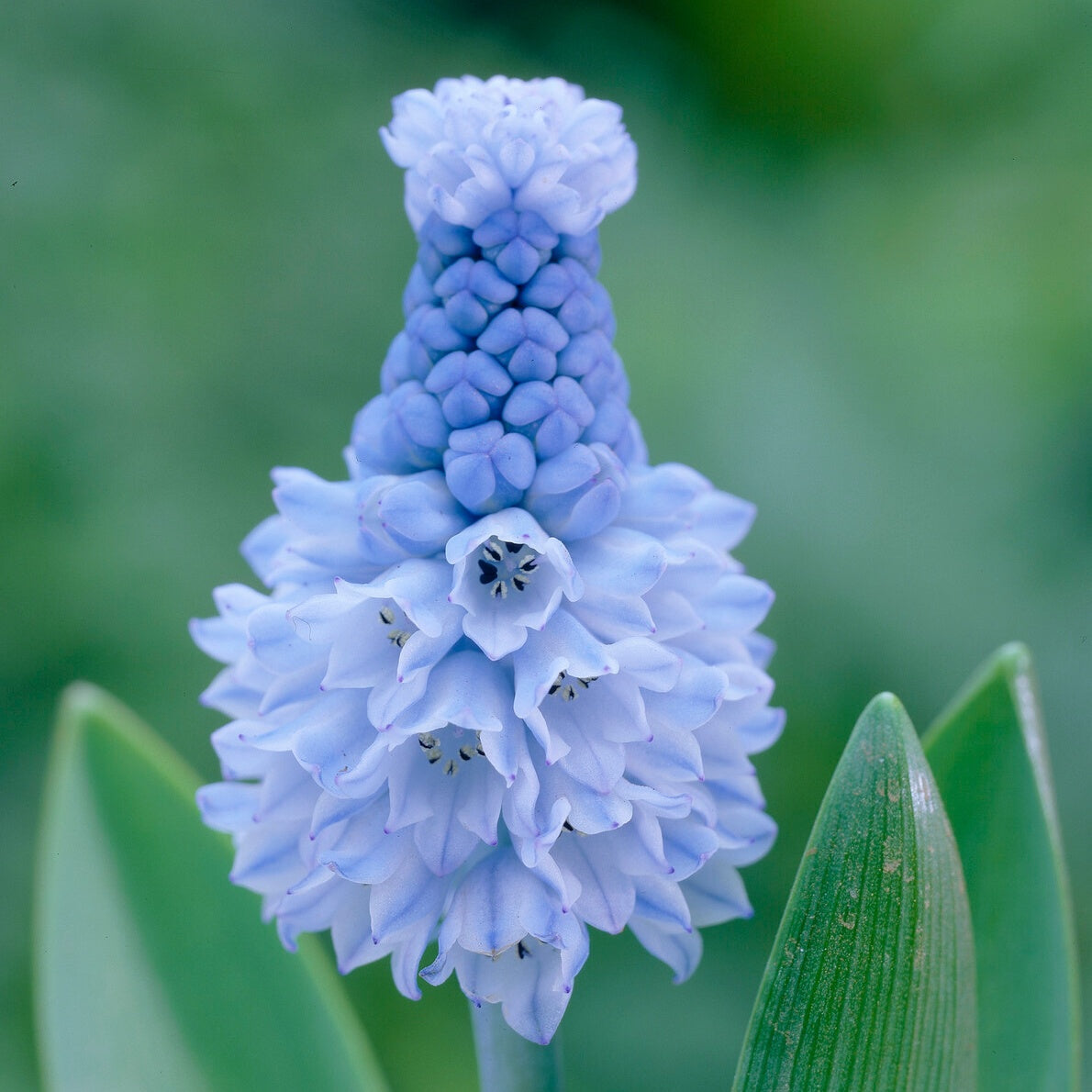 15 Muscaris azuré - Pseudomuscari azureum - Muscari