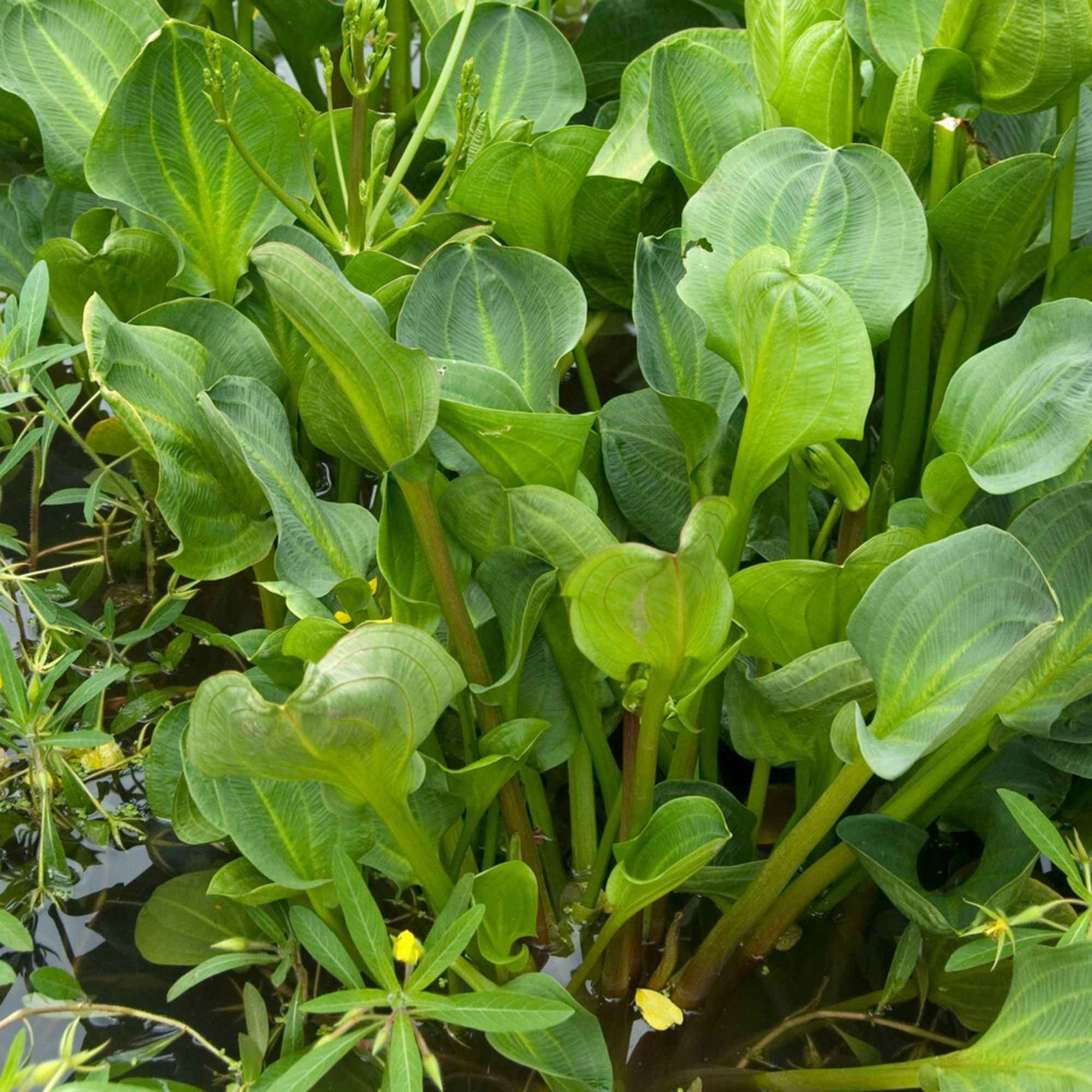 Plantain d'eau - Alisma plantago-aquatica - Willemse