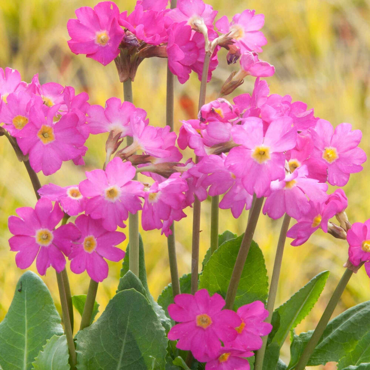 Primevère rose - Primula rosea grandiflora - Willemse