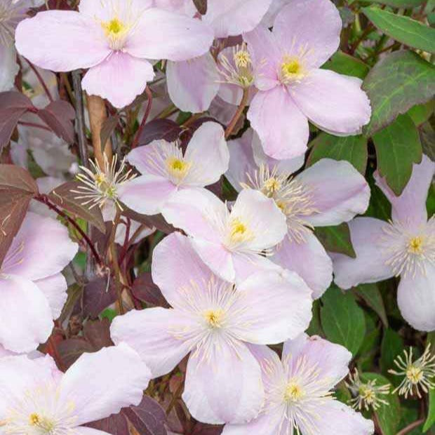 Collection de 3 plantes grimpantes à floraisons abondantes - Clematis montana Mayleen , Trachelospermum jasminoides, Wisteria frutescens Amethyst Falls - Plantes