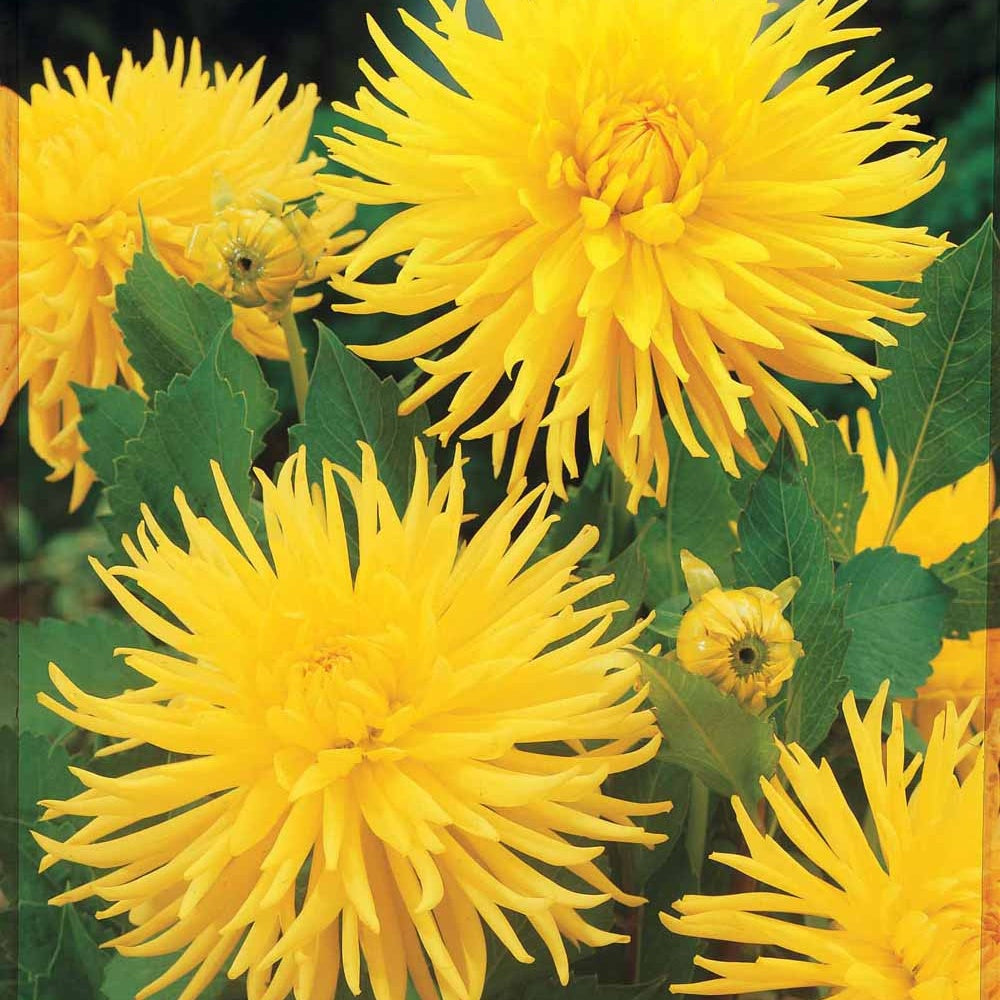 3 Dahlias cactus nain Yellow Happiness - Willemse