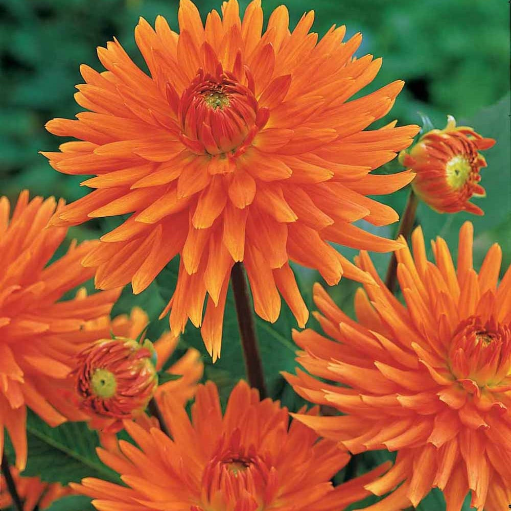 3 Dahlias cactus nain Vrouwe Jacoba - Willemse