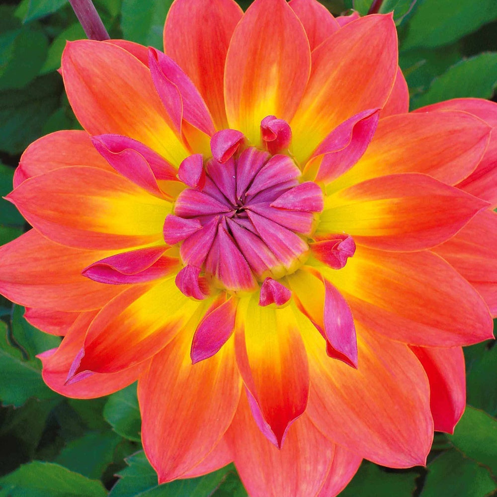 3 Dahlias décoratifs Tricolore - Willemse