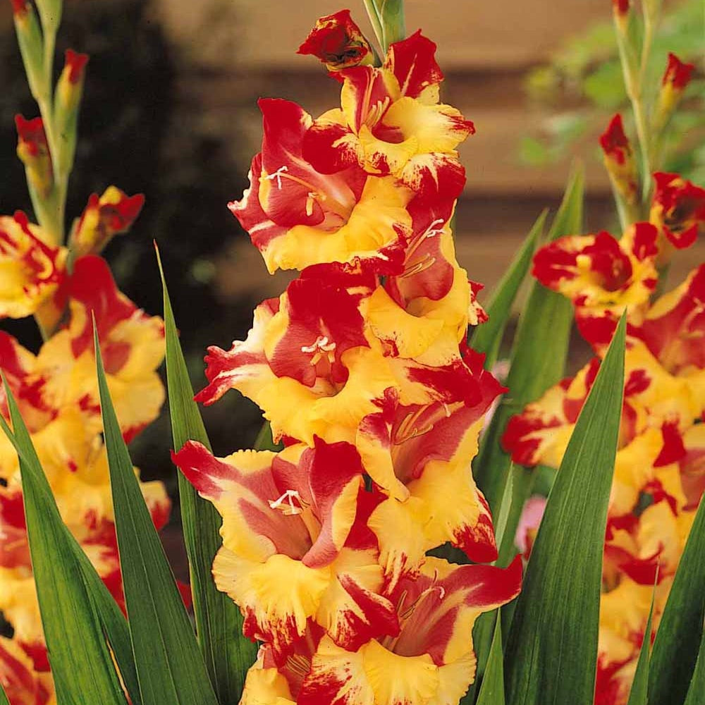 25 Glaïeuls Stéreo - Gladiolus stéreo - Plantes