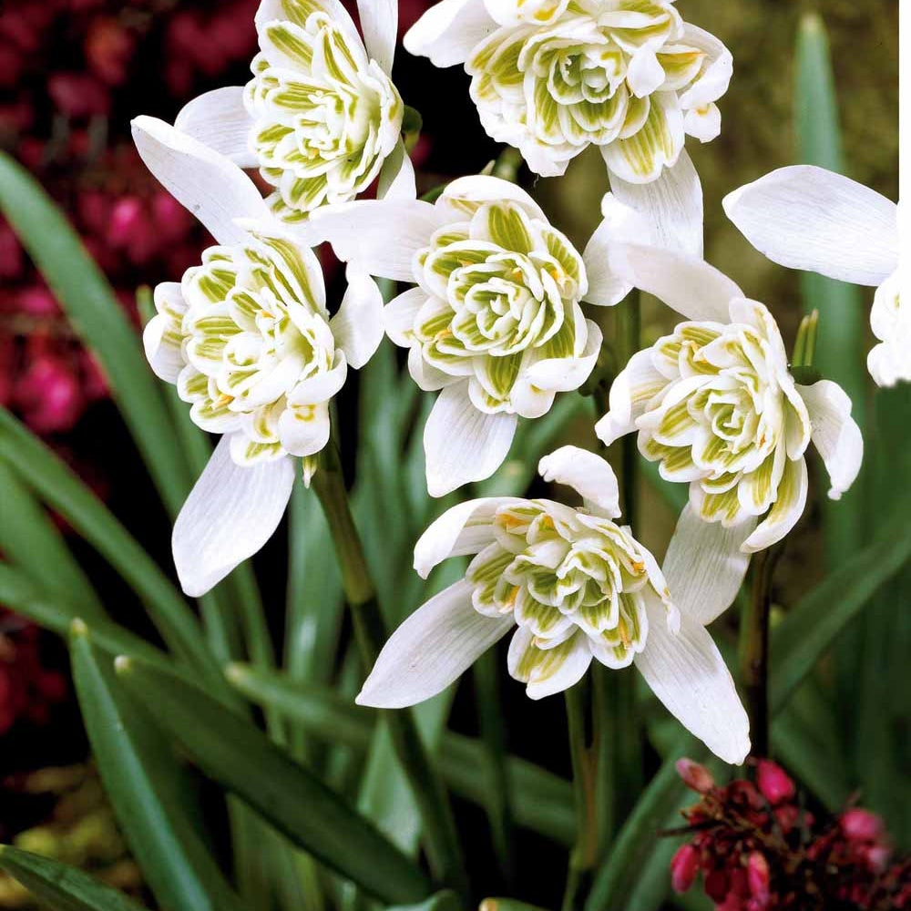 10 Perce-neige double - Galanthus nivalis flore pleno - Bulbes à fleurs