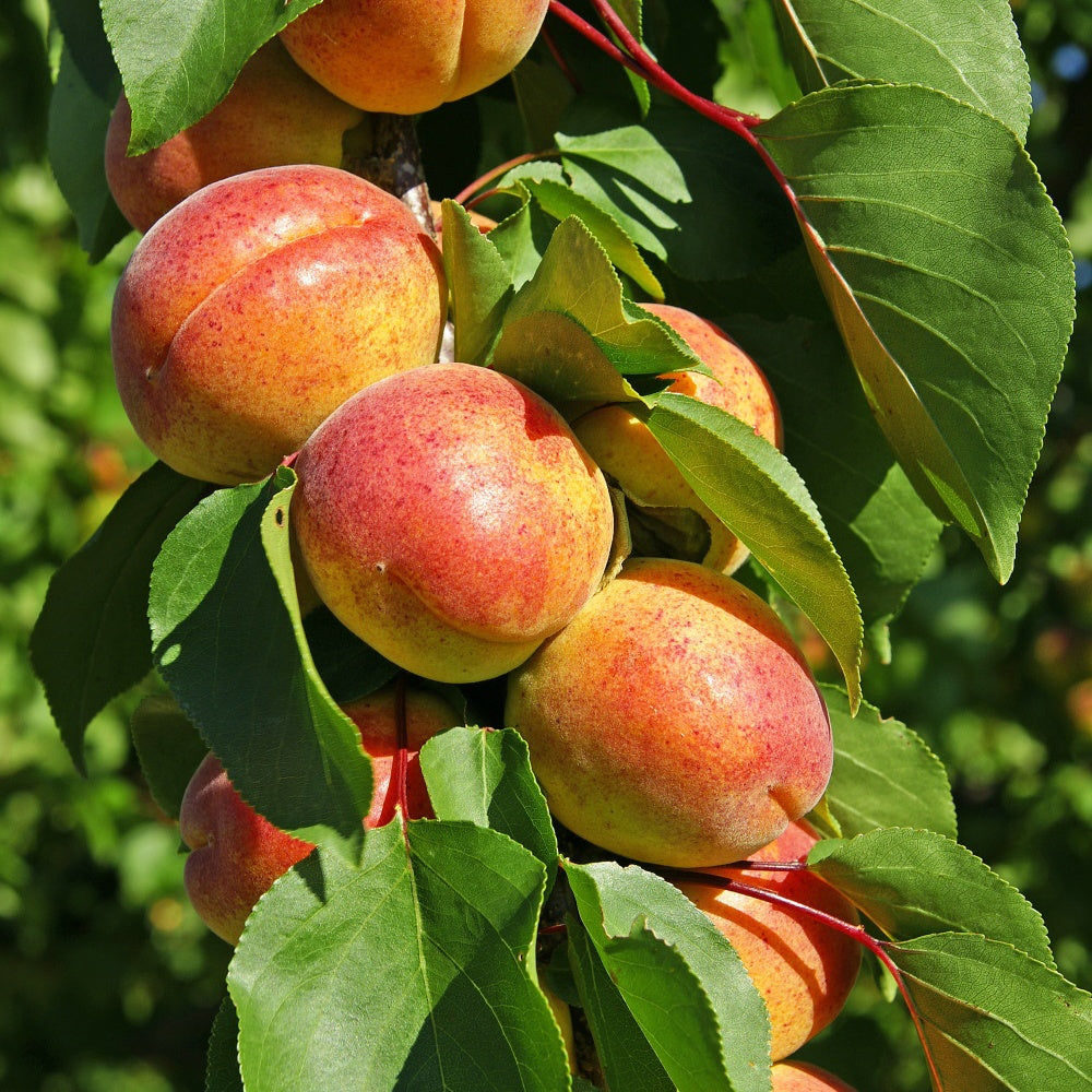 Abricotier Polonais - Willemse