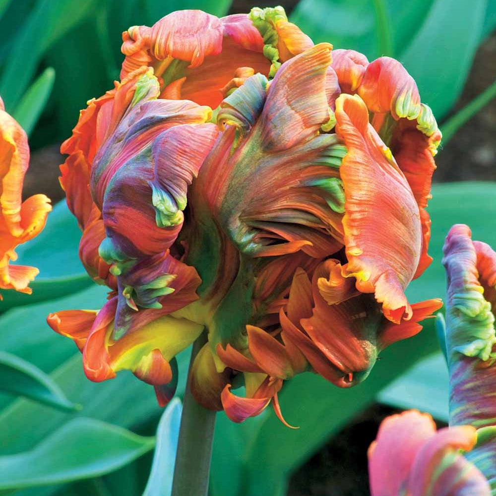 6 Tulipes perroquet Blumex - Willemse