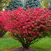 Fusain ailé - Willemse