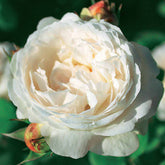 Rosier anglais Ausgreen's winner ® - Willemse