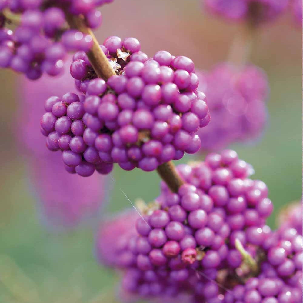 Callicarpa bodinieri Profusion - Callicarpa Profusion - Arbustes de haie