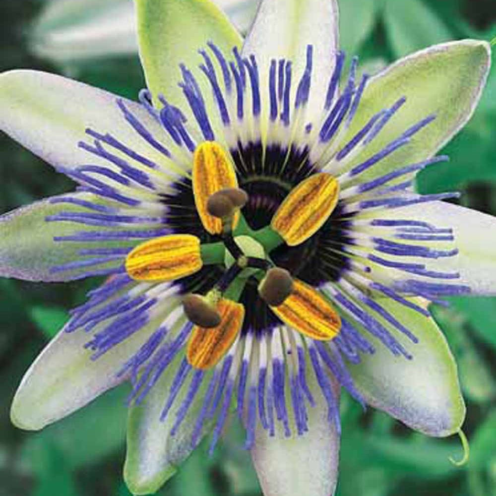 Passiflora caerulea Clear Sky - Passiflore Clear Sky - Passiflores