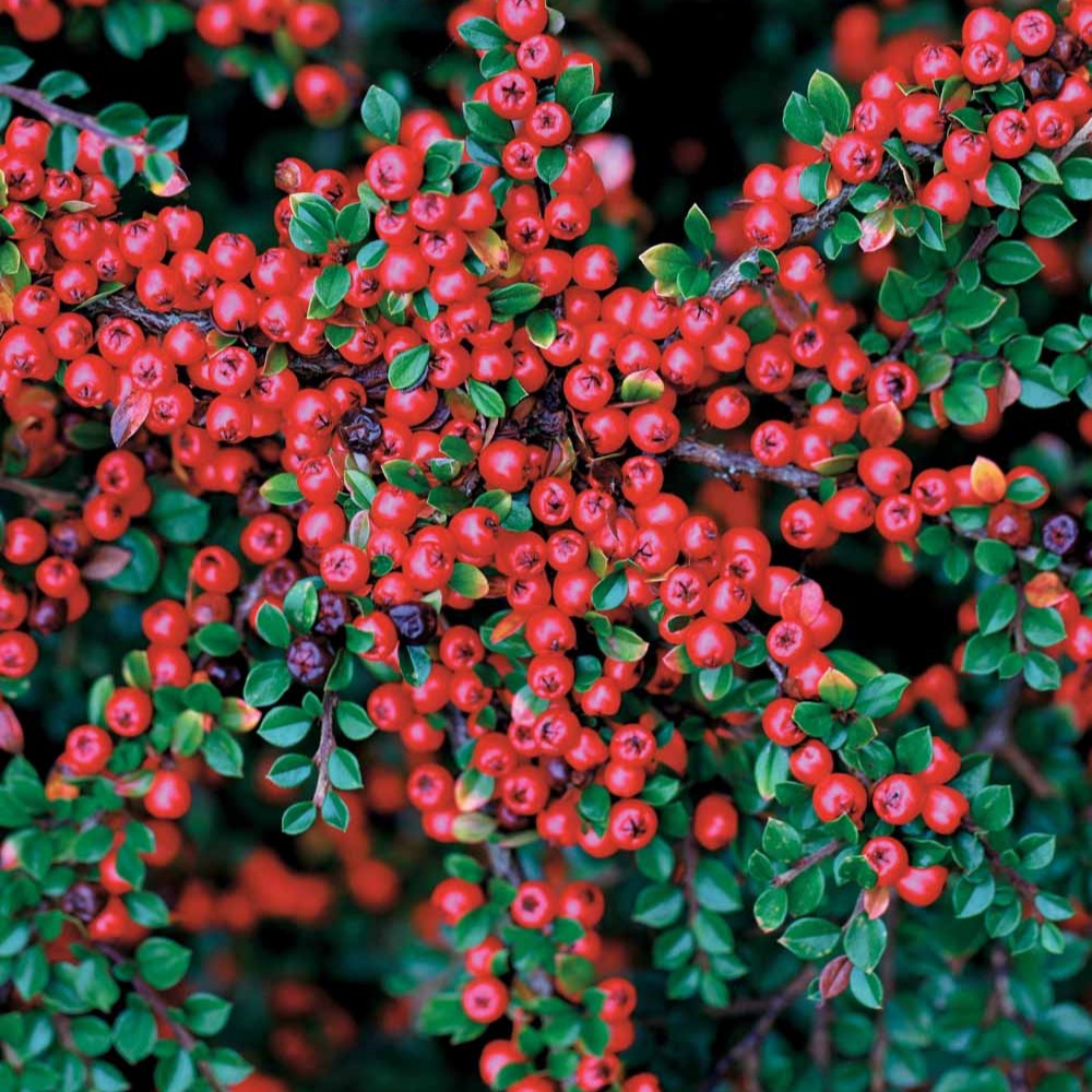 Haie de Cotonéasters - Cotoneaster lucidus - Willemse