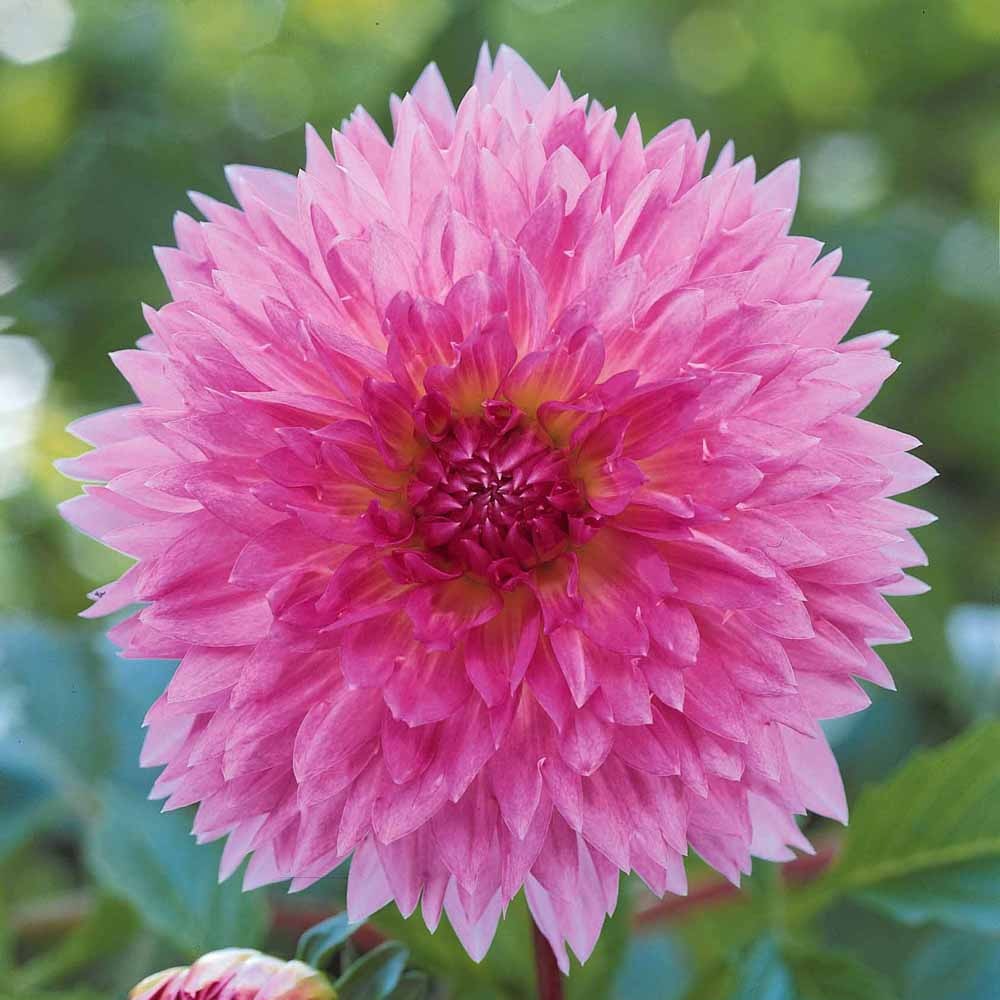 3 Dahlias décoratifs Sakura Fubuki roses - Willemse