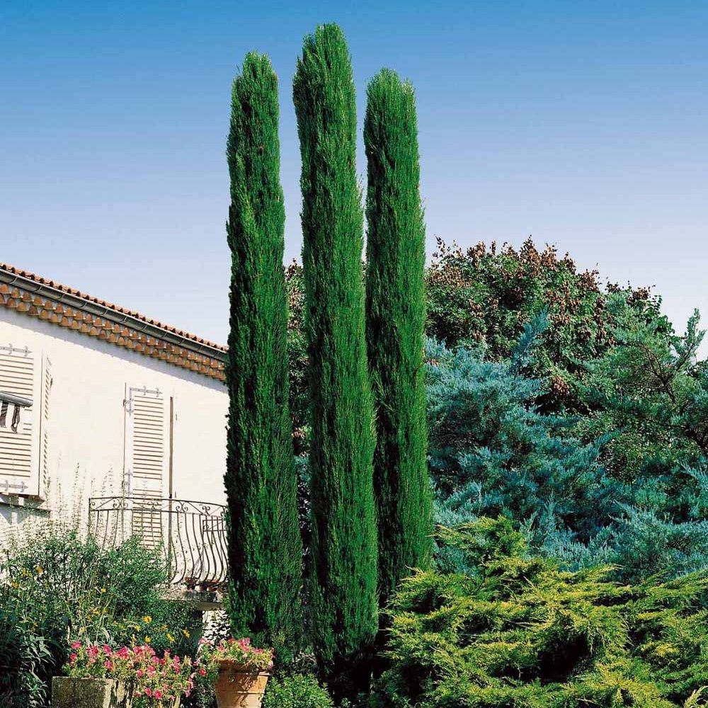 Cyprès Totem - Cupressus sempervirens Totem - Willemse
