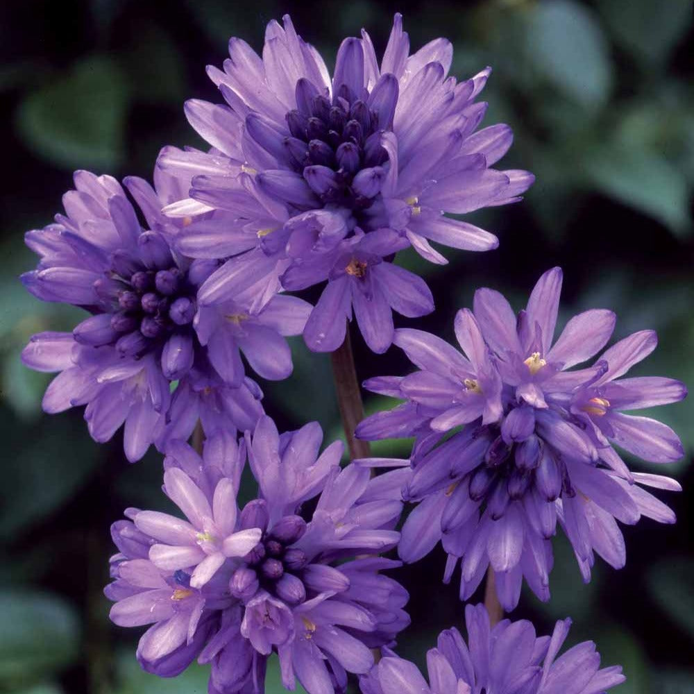 10 Dichelostemma congestum - Willemse