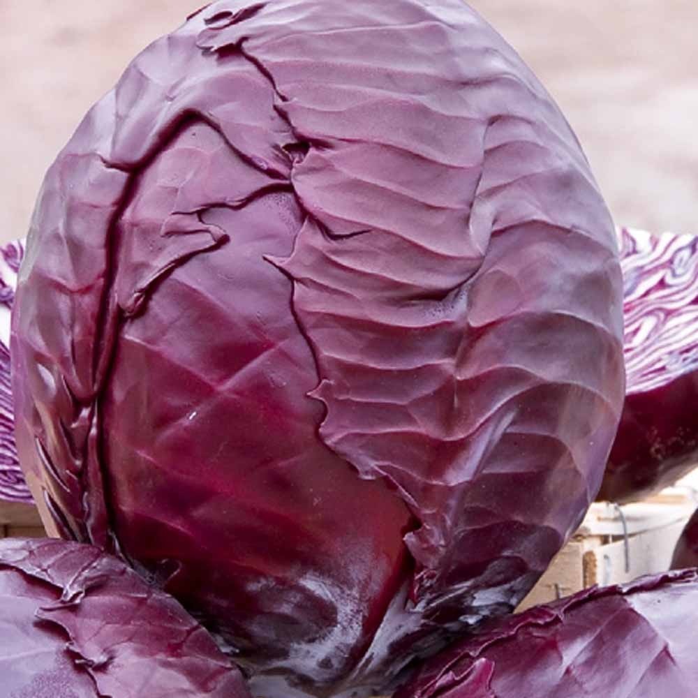 Chou rouge tardif Langedijker Bewaar 2 - Willemse