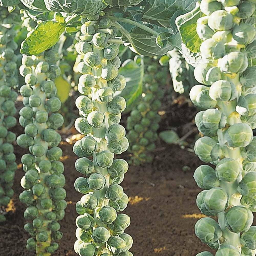 Chou de Bruxelles Igor F1 Bio - Brassica oleracea  igor f1 - Potager