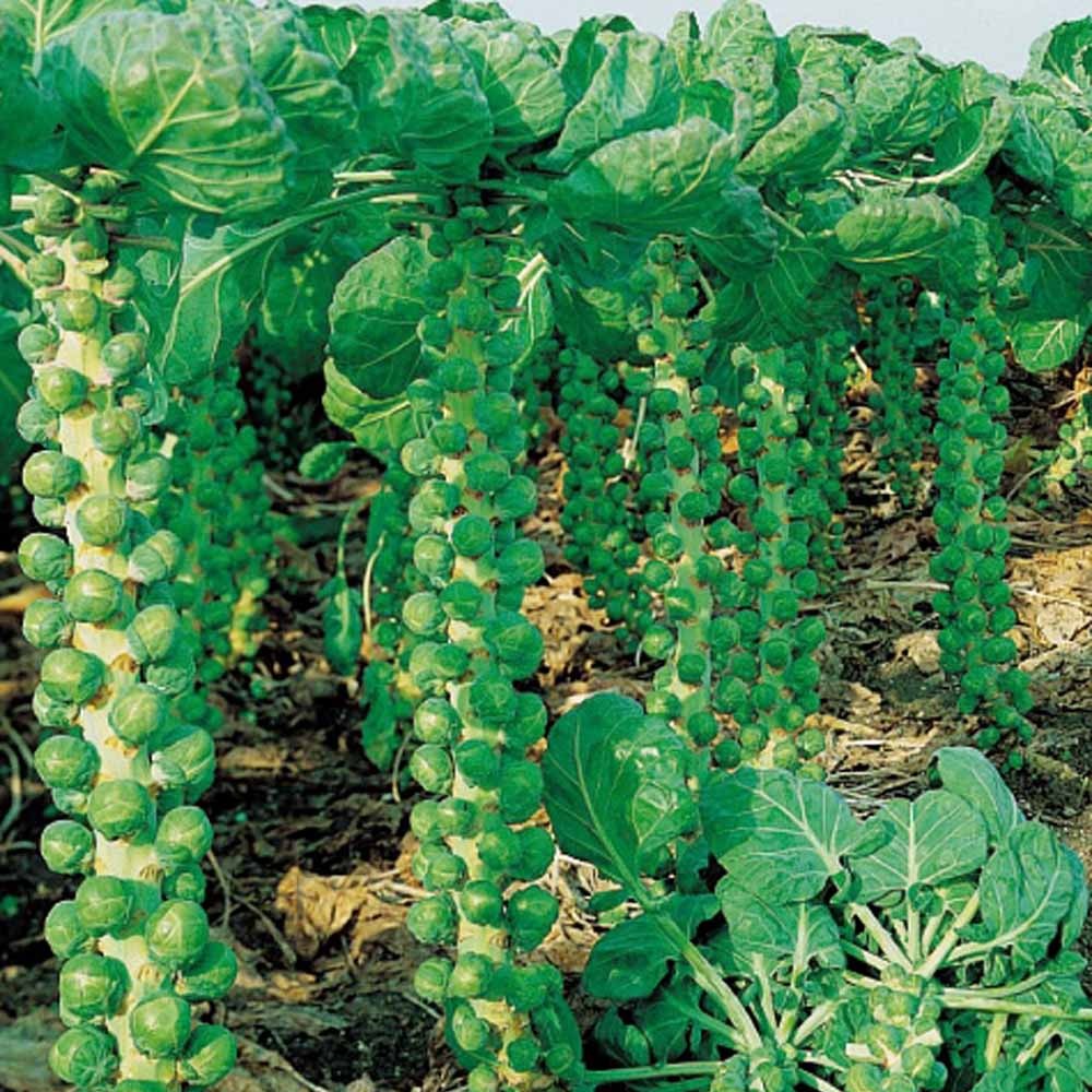 Brassica oleracea roodnerf - Chou de Bruxelles Roodnerf - Choux de Bruxelles