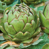 Artichaut Vert de Provence - Willemse