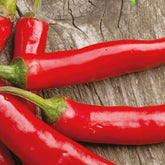 Piment Westlandse lange rode Bio - Willemse