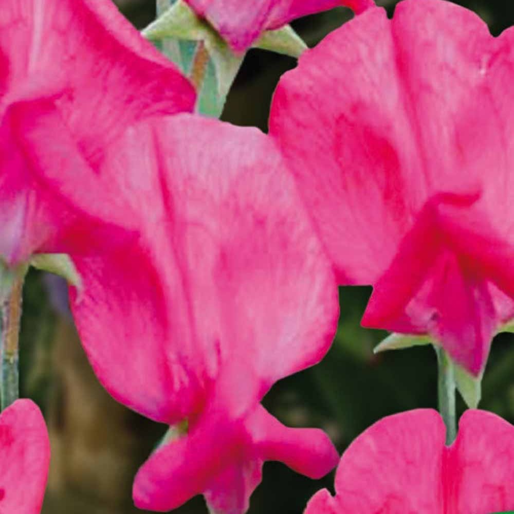 Pois de senteur King Edward the 7th 1903 - Lathyrus odoratus grandiflorus king edward the 7th 1903 - Willemse