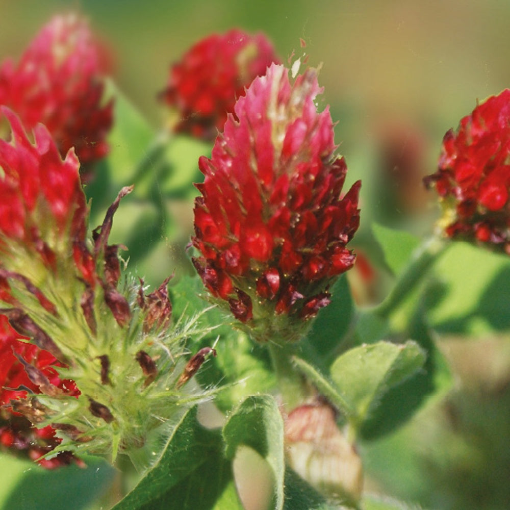 Vente Trèfle rouge Bio - Trifolium incarnatum