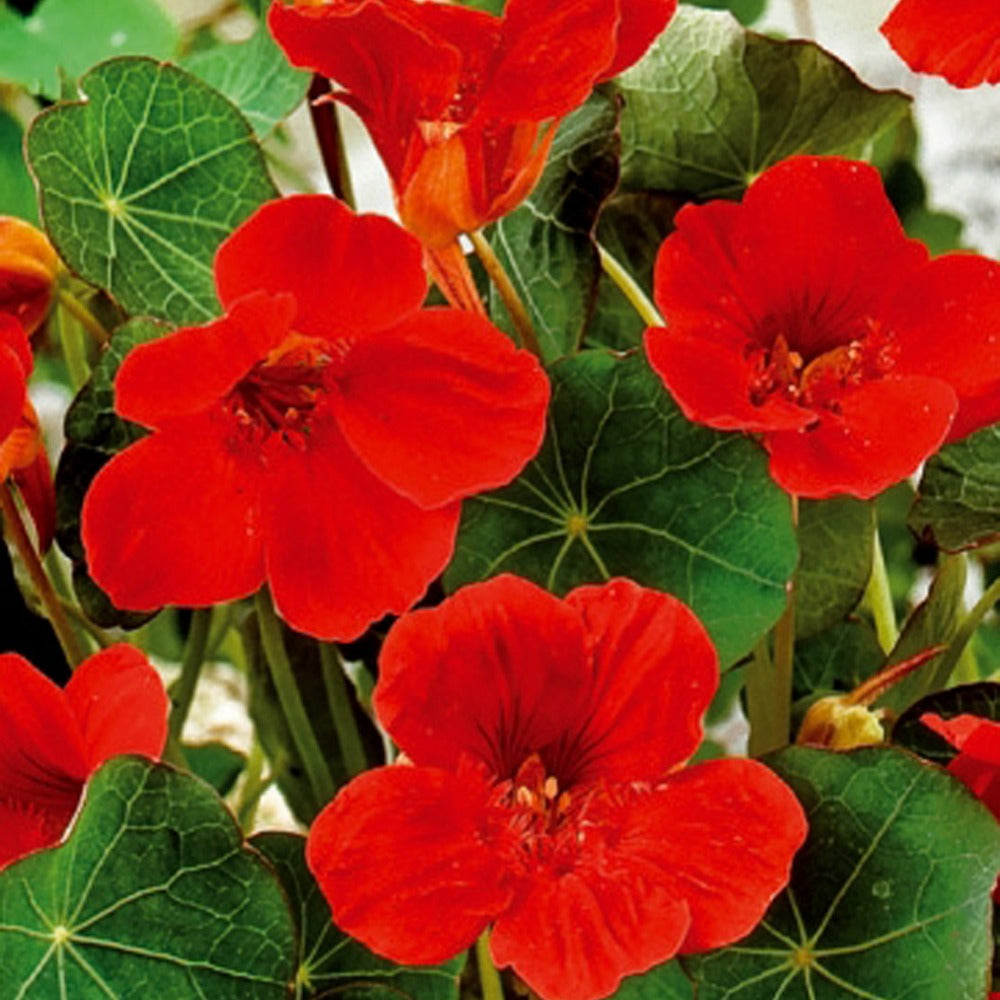 Capucine naine à fleurs simples Empress of India - Tropaeolum majus nanum empress of india - Potager