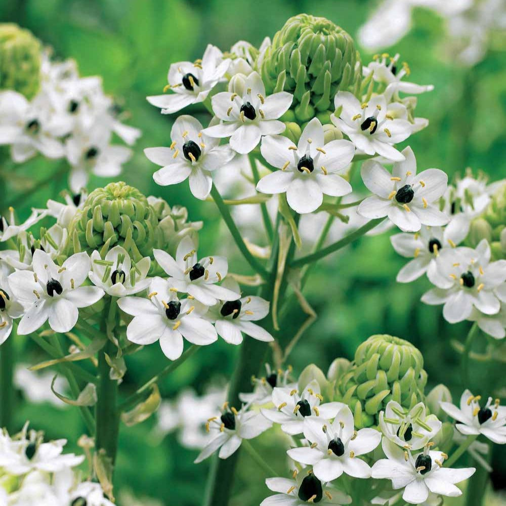 3 Ornithogales - Etoile de Bethléem - Willemse