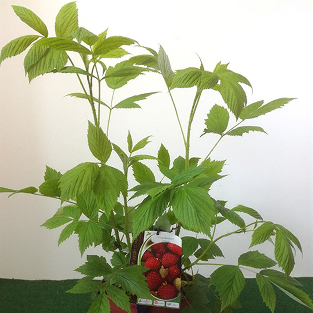 Framboisier Zeva - Rubus idaeus zeva - Willemse