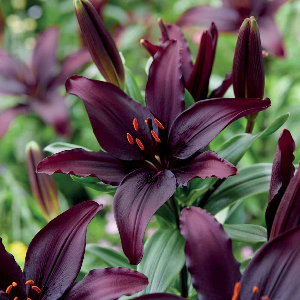 5 Lis asiatique Blacklist - Lilium asiaticum - Plantes