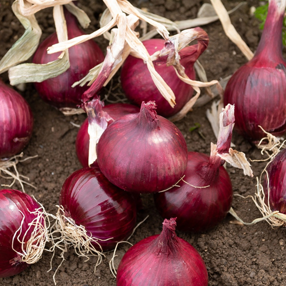 Oignon rouge Red Baron Bio - Allium cepa red baron - Potager