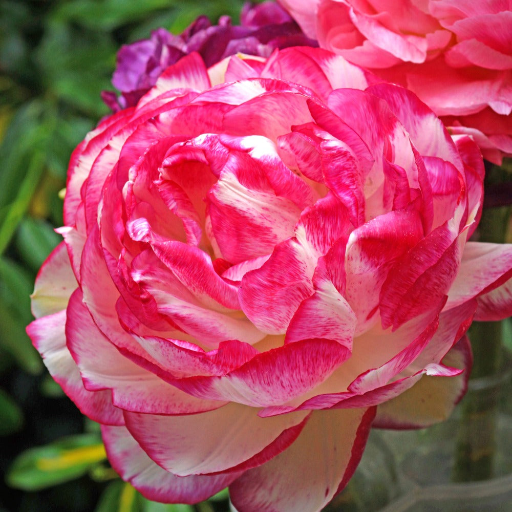 12 Renoncules Picotee Pink - Willemse