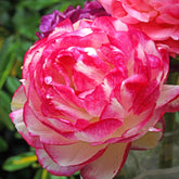 12 Renoncules Picotee Pink - Willemse
