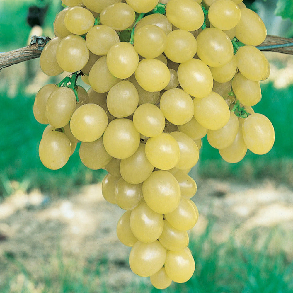 Vigne Italia - Vitis vinifera italia - Willemse