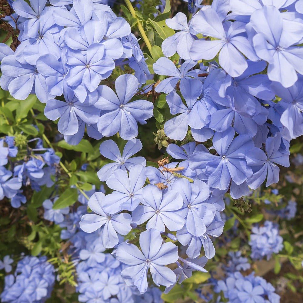 Grimpantes à fleurs - Plumbago - Plumbago auriculata