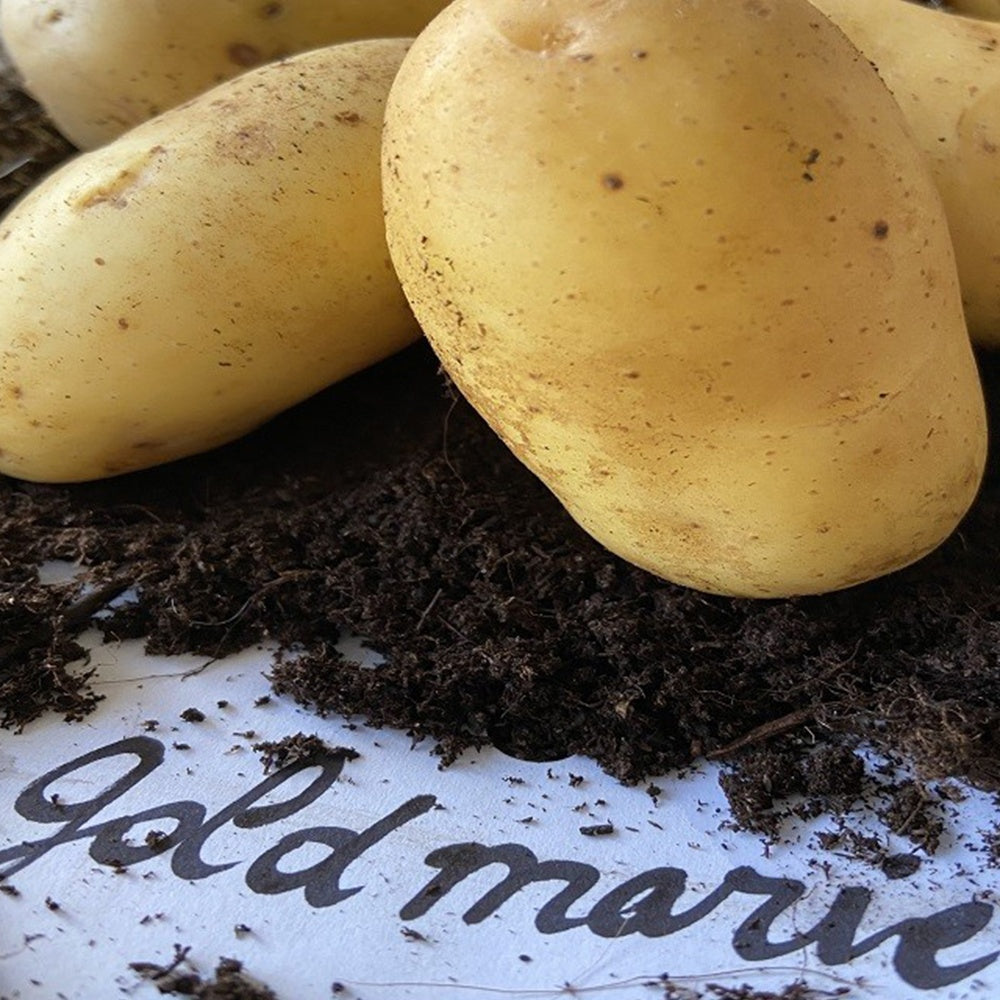 25 Pommes de terre Goldmarie Bio - Solanum tuberosum goldmarie - Willemse
