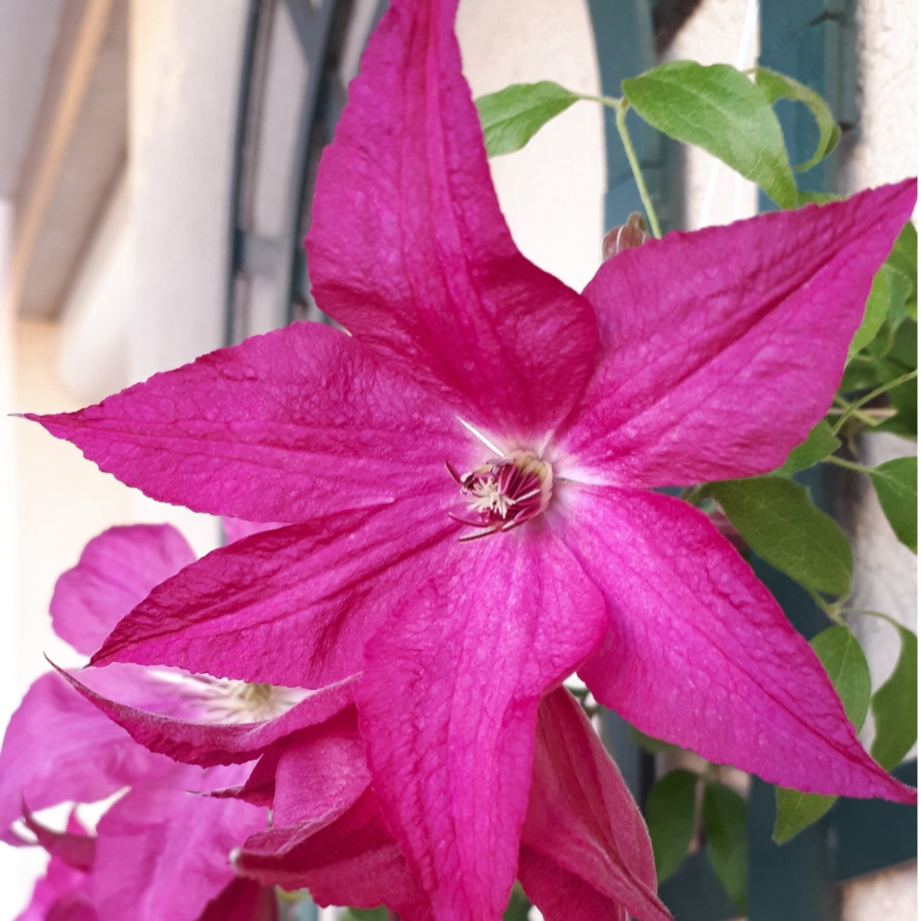 Clematis integrifolia nancy jour de la terre®clemi - Clématite Nancy, Jour de la Terre® - Clématites