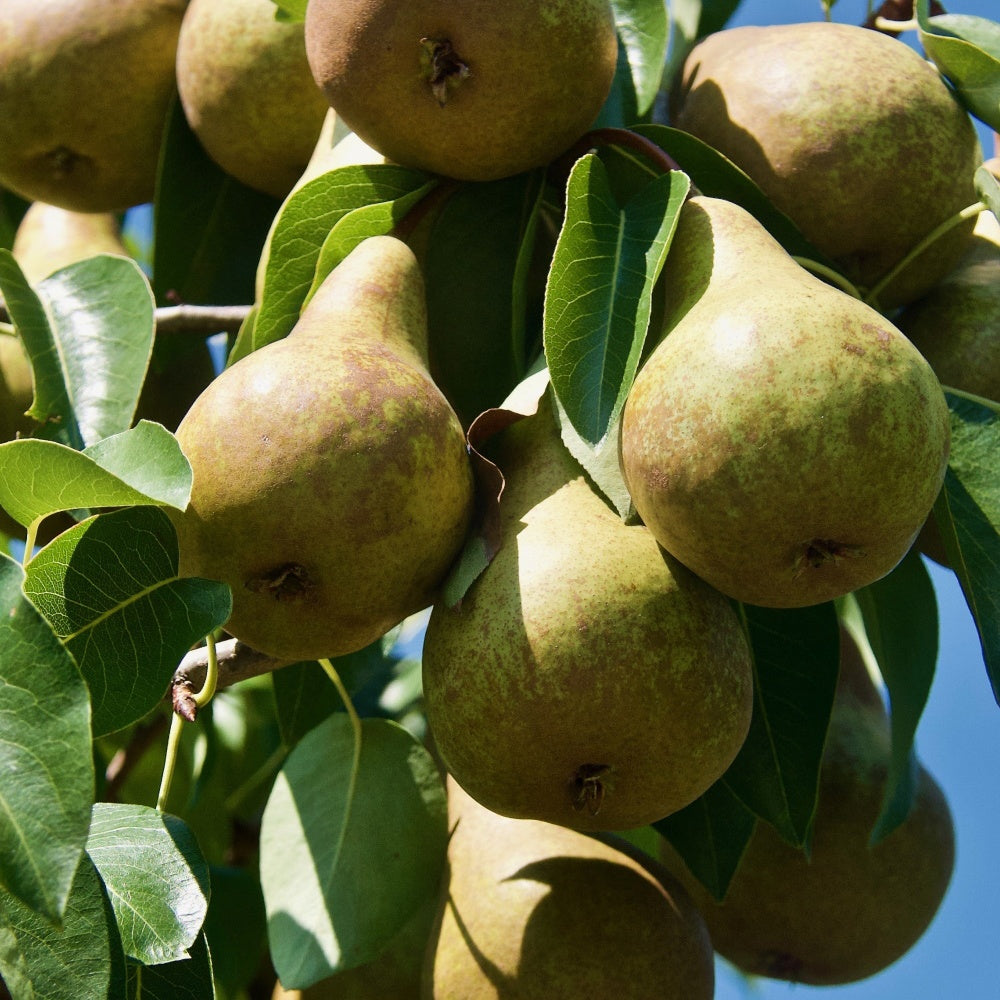 Poirier Abate Fetel - Pyrus communis abate fetel - Plantes