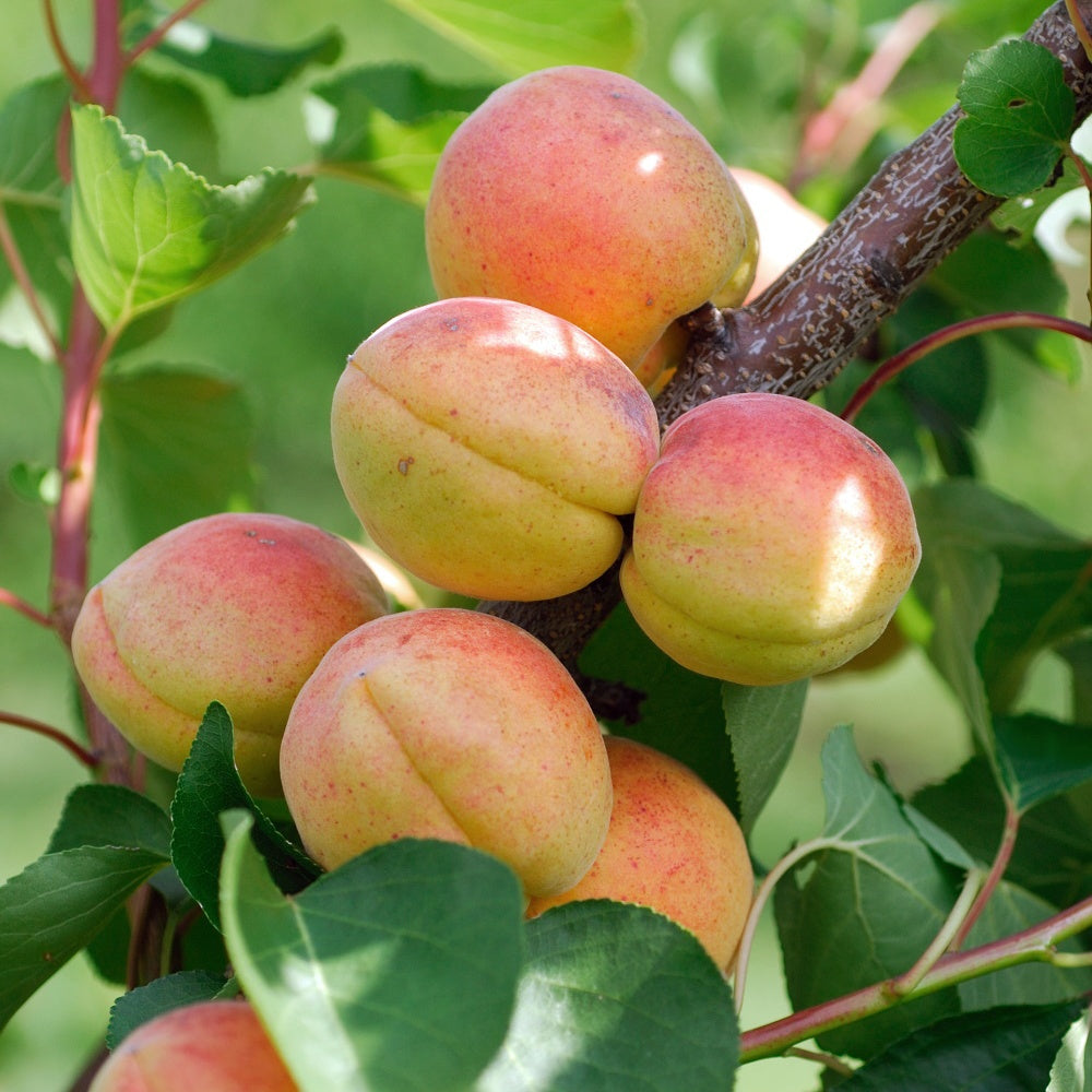 Abricotier Rouge du Roussillon - Prunus armeniaca rouge du roussillon - Plantes