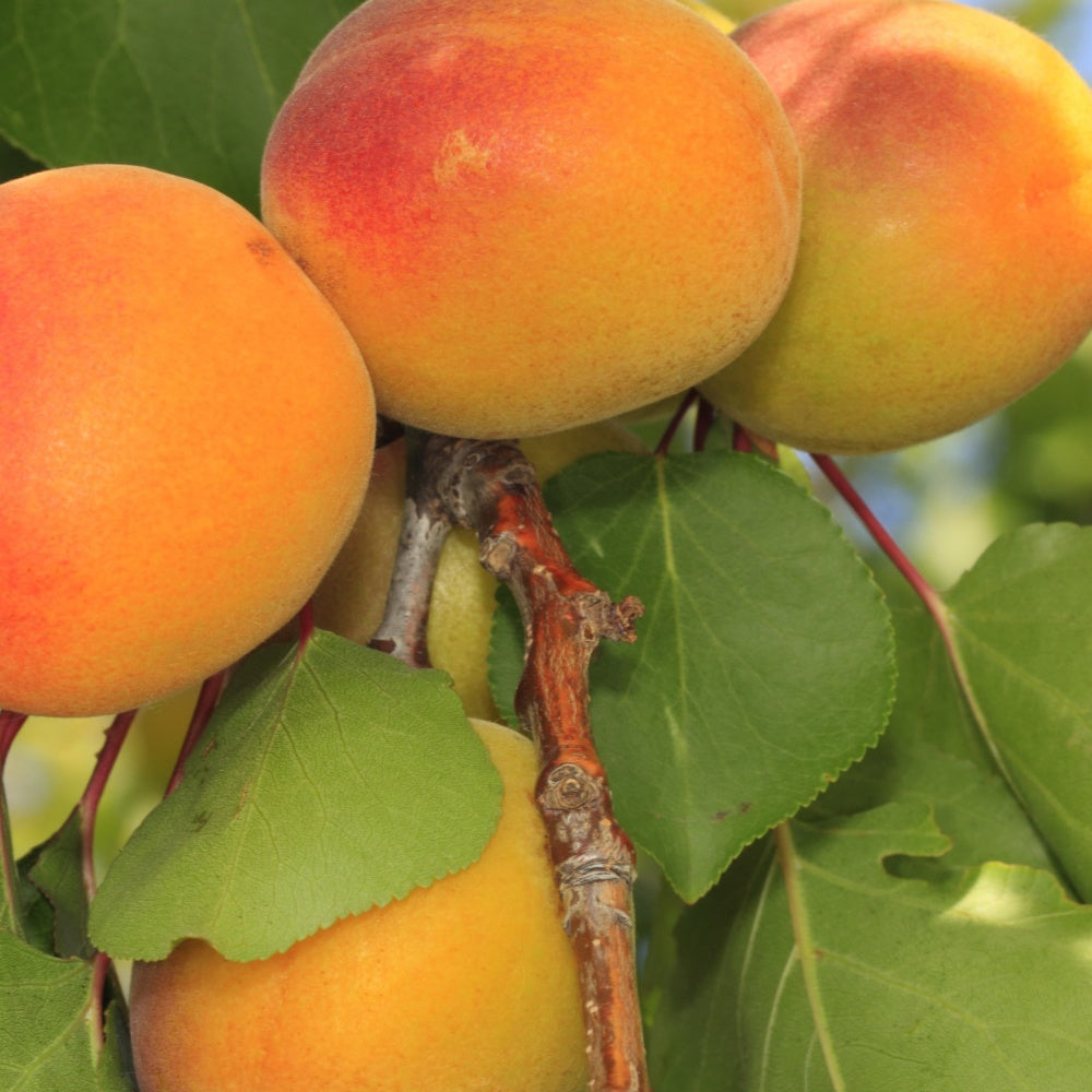 Abricotier Luizet - Prunus armeniaca luizet - Plantes