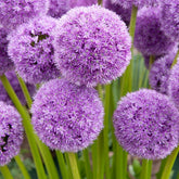 2 Alliums his excellency - Willemse