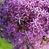 10 Alliums Christophii - Willemse