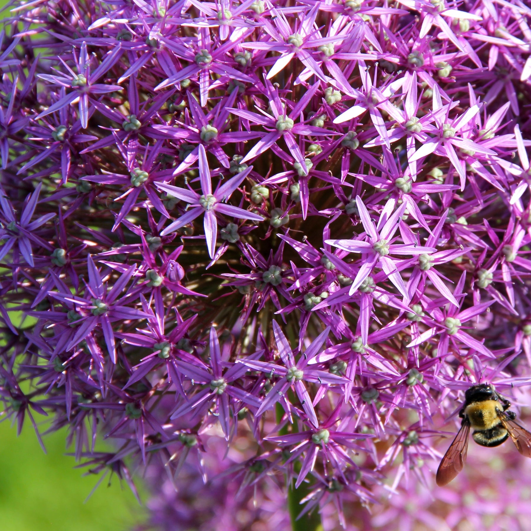 10 Alliums Christophii - Willemse