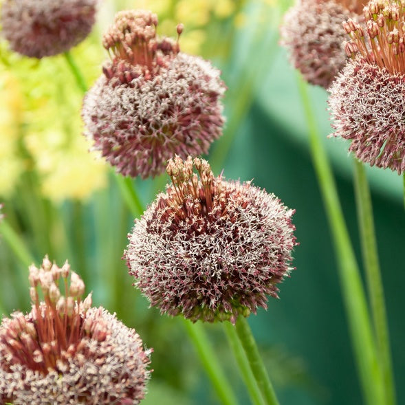 2 Alliums Forelock  - Allium forelock - Plantes