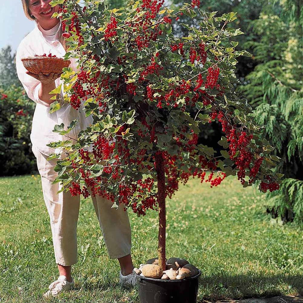 Collections de fruitiers - Collection de 2 groseillier et cassis sur tige - Ribes rubrum, nigrum