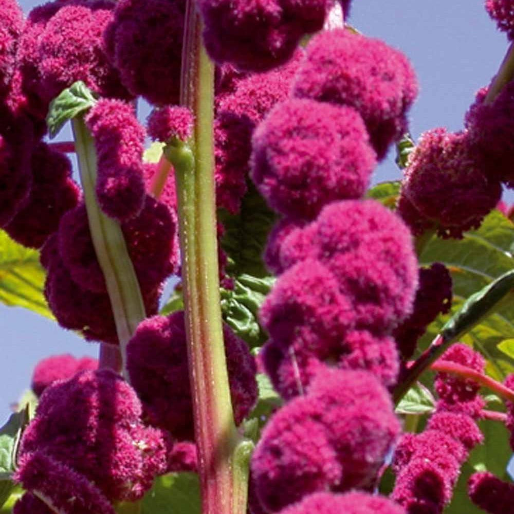 Amarante gibbeuse Dreadlocks - Amaranthus caudatus gibbosus - Potager