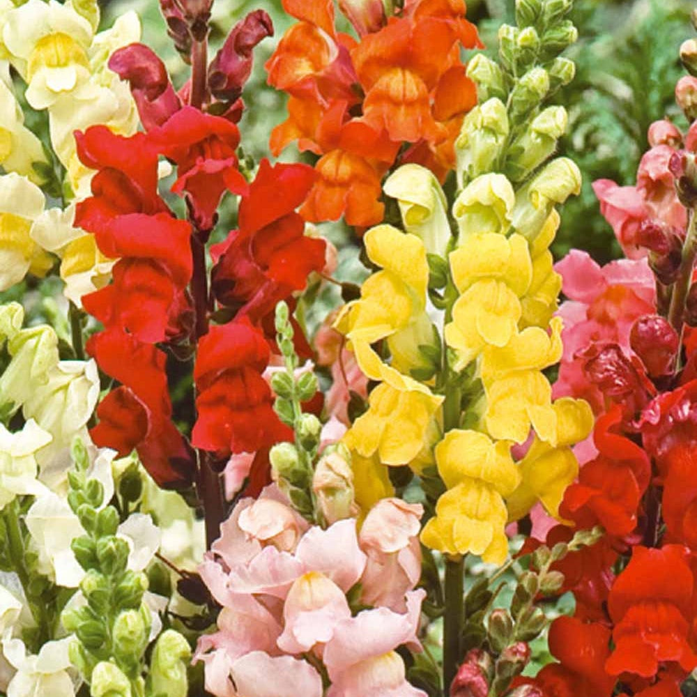 Muflier demi-naine Rainbow en mélange - Antirrhinum majus nanum - Willemse