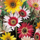 Arctotis à grandes fleurs Harlequin en mélange - Willemse