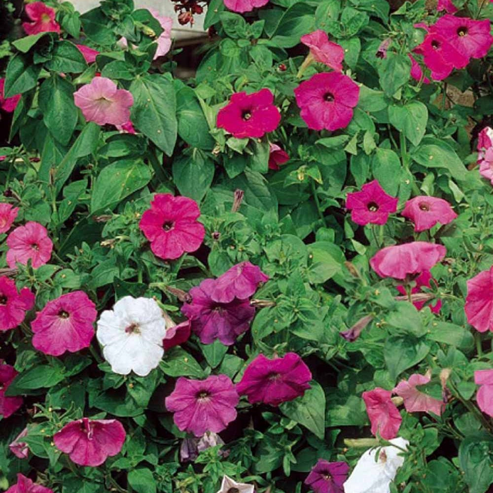 Pétunias à fleurs Balcony en mélange - Willemse